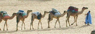 Caravan heading into the desert